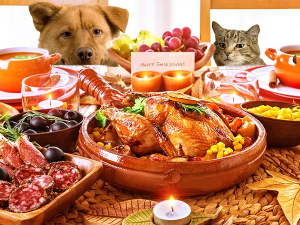 8种意想不到的对宠物有害的节日食物